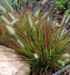 some red and green plants sitting on top of a rock