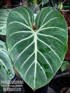 a large heart shaped plant with green leaves