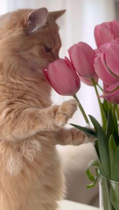 a cat is smelling some pink tulips in a vase