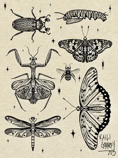 some bugs and moths are drawn in black ink on white paper, with stars around them