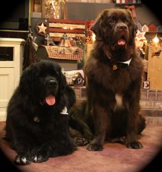 two large dogs are sitting on the floor