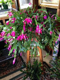 purple flowers are growing in a pot on the floor