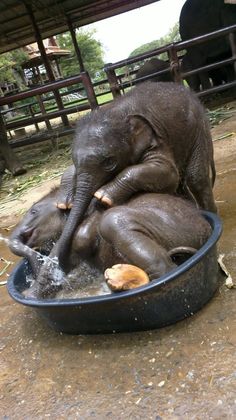 two baby elephants are playing in a bowl