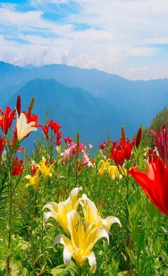 many different colored flowers in a field with mountains in the background