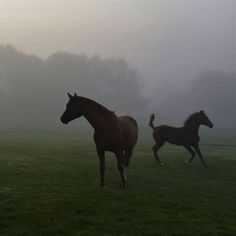 two horses are running in the foggy field