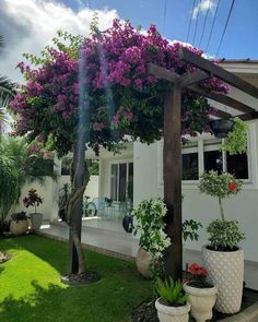 a white house with purple flowers on the roof and trees in pots around it outside