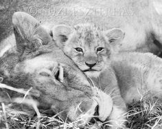 two young lion cubs cuddle together in the grass, with their mother lying down behind them