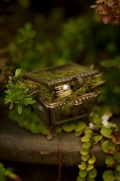 a small box sitting on top of a rock surrounded by plants