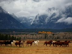 a herd of horses running across a grass covered field with mountains in the back ground