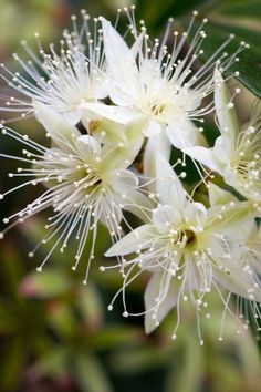 some white flowers with green leaves in the background