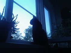 a black cat sitting on top of a window sill next to a potted plant