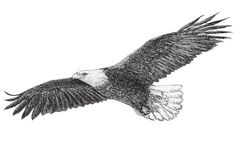 an eagle flying in the sky with its wings spread out and it's talon extended