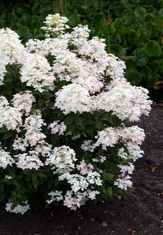 white and pink flowers are blooming in the garden