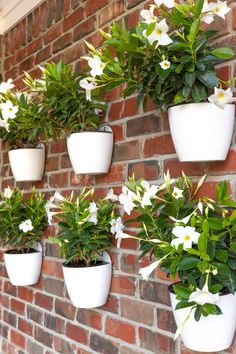 there are many white flowers in the pots on this brick wall that is hanging from the ceiling