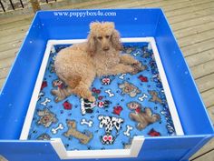 a brown dog laying in a blue pool filled with dogs on it's side