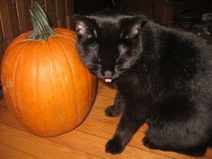 a black cat sitting next to a pumpkin on a wooden floor with it's mouth open