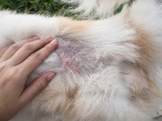 a person is petting a dog's fur outside