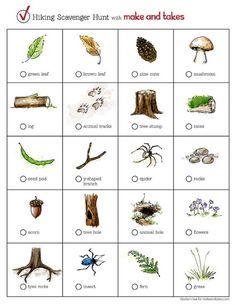 an insect life cycle worksheet for kids to learn how to make and take pictures