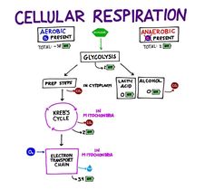 a cell phone diagram with the words cellular respiration on it