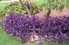 purple flowers are growing in the middle of a rock garden bed with rocks on it