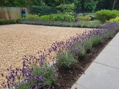 a garden with gravel and purple flowers in the foreground