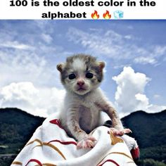 a kitten sitting on top of a blanket with the caption, 100 is the oldest color in the alphabet