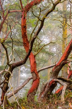 red trees in the woods on a foggy day