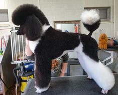 a black and white poodle standing on top of a table next to a person