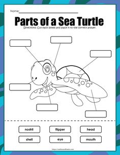 the parts of a sea turtle worksheet for kids to learn how to read