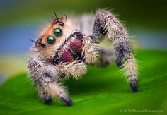 a jumping spider with its mouth open and tongue out on top of a green leaf