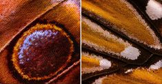 two pictures of the inside of a butterfly's wing