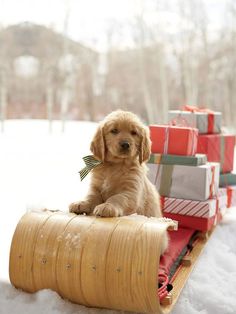 a small dog sitting on top of a sled filled with presents