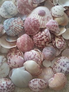 many seashells are gathered together on the sand