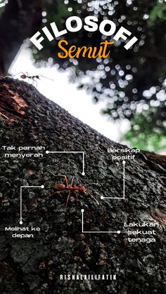 an insect is sitting on the bark of a tree with words describing its names and features