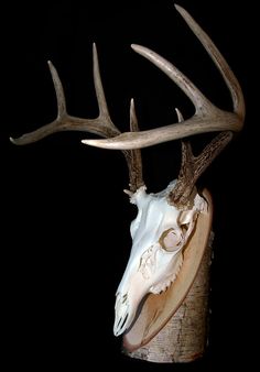 a deer's head with antlers is shown against a black background