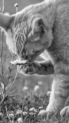 black and white photograph of a cat eating something in its mouth while standing on the grass