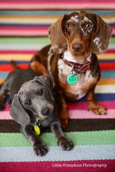 two dachshunds are sitting on a colorful rug