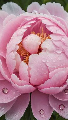 a pink flower with water droplets on it