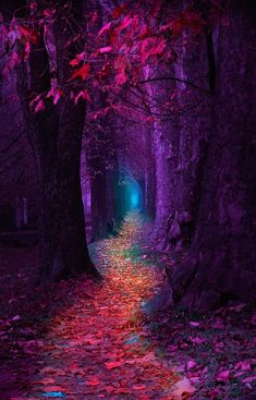 a path in the middle of a forest with trees and leaves on both sides that are lit up at night