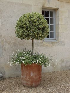 a potted plant in front of a stone building