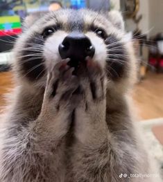 a close up of a raccoon with its mouth open