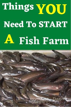 there are many fish that are in the tub together, and one is saying things you need to start a fish farm