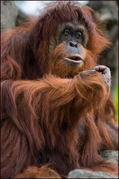 an orangutan sitting on top of a rock with its hands in the air