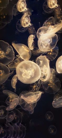 many jellyfish are swimming in the water