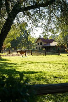 a horse is standing in the middle of a field near a tree and fenced in area