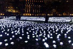 a field full of white flowers in front of a building at night with lights on them