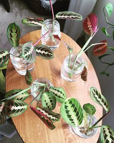 several glass vases with plants in them sitting on a table next to a potted plant