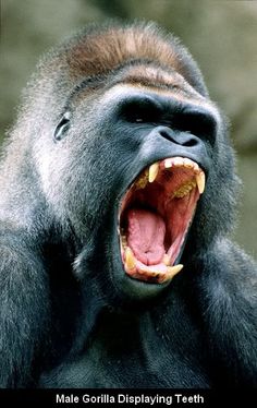 an adult gorilla with its mouth open and it's teeth wide open, showing the fangs