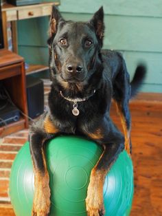 a black and brown dog sitting on top of a green ball