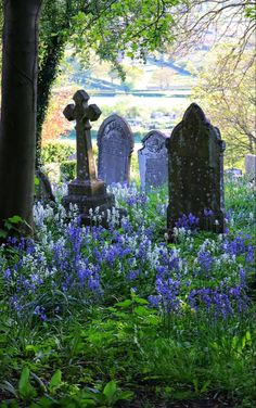 an old cemetery with blue flowers in the foreground